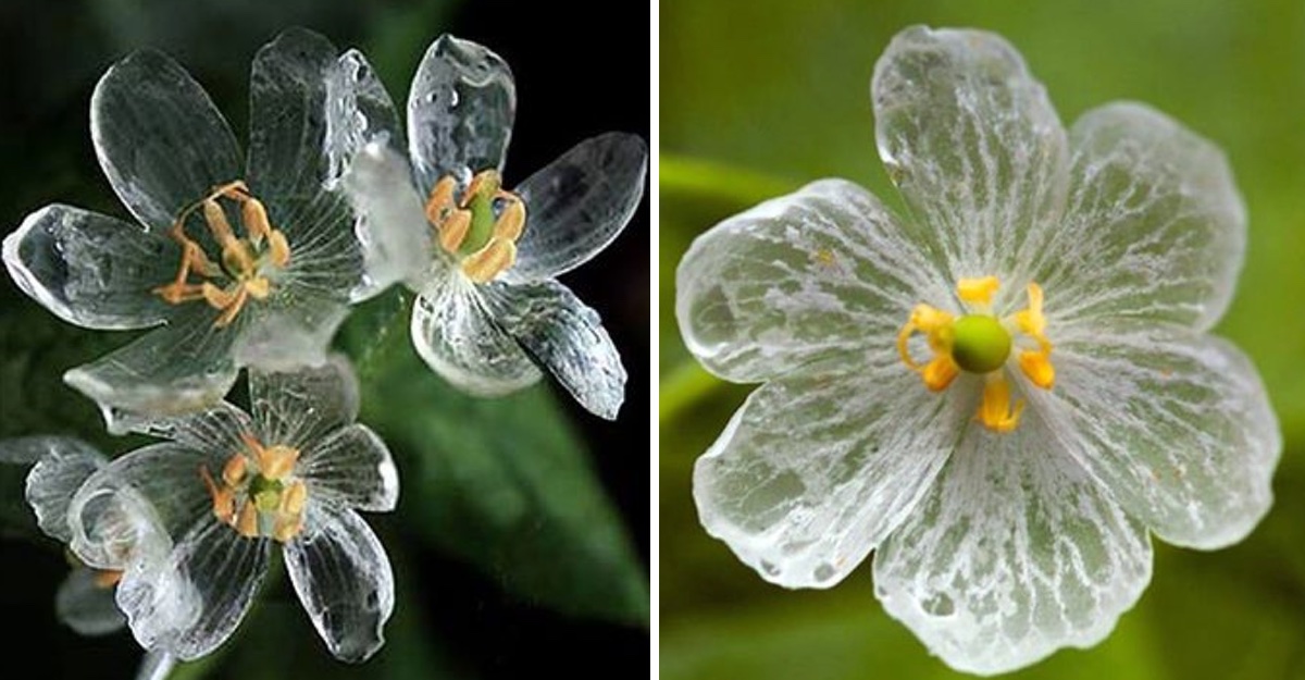 Como Por Arte De Magia Estas Flores Se Vuelven Transparentes Con El