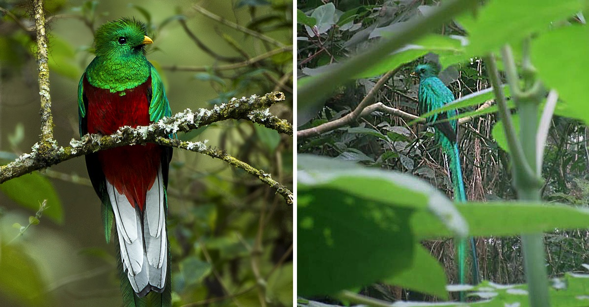 El Regreso Del Ave Nacional: Dos Quetzales Son Fotografiados Tras Años