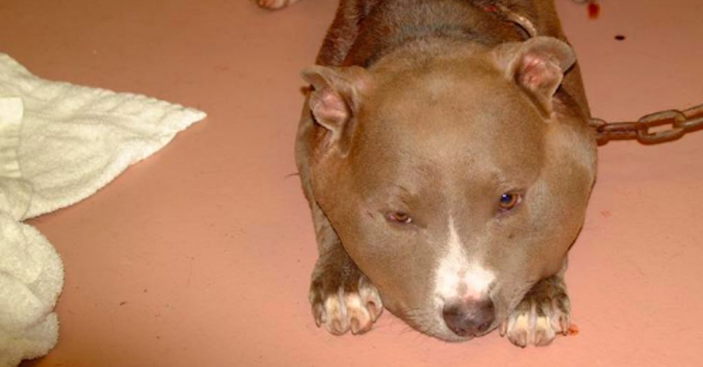 Pitbull ViviÃ³ Con Una Cadena De 3 Kg En Su Cuello. ESTA Es