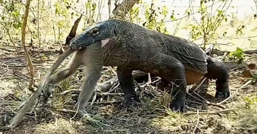 Graban Terrorífico Video De Dragón De Komodo Devorando A Un Mono Luego