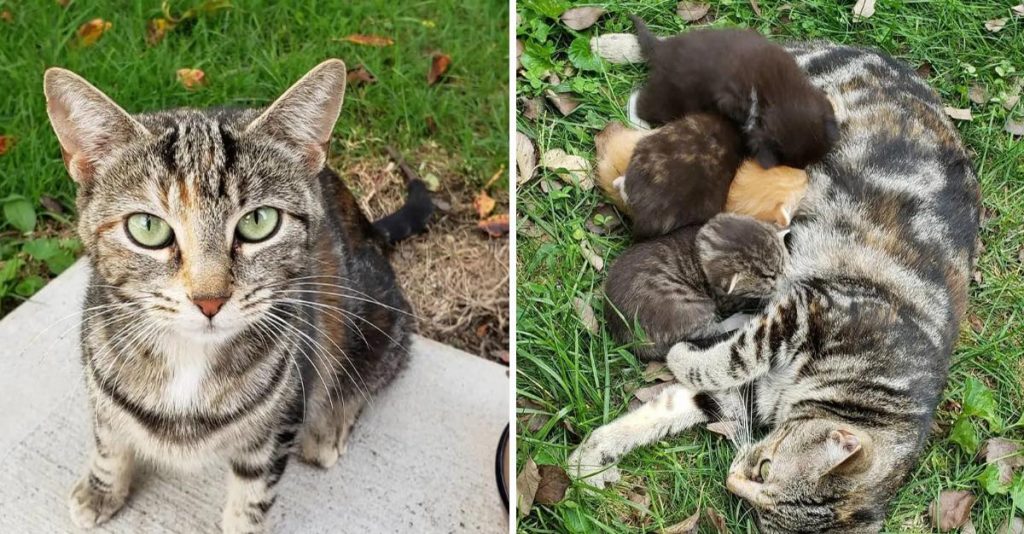 Alimentó A Una Gata Salvaje Y Ella Le Agradeció Mostrándole Sus Gatitos